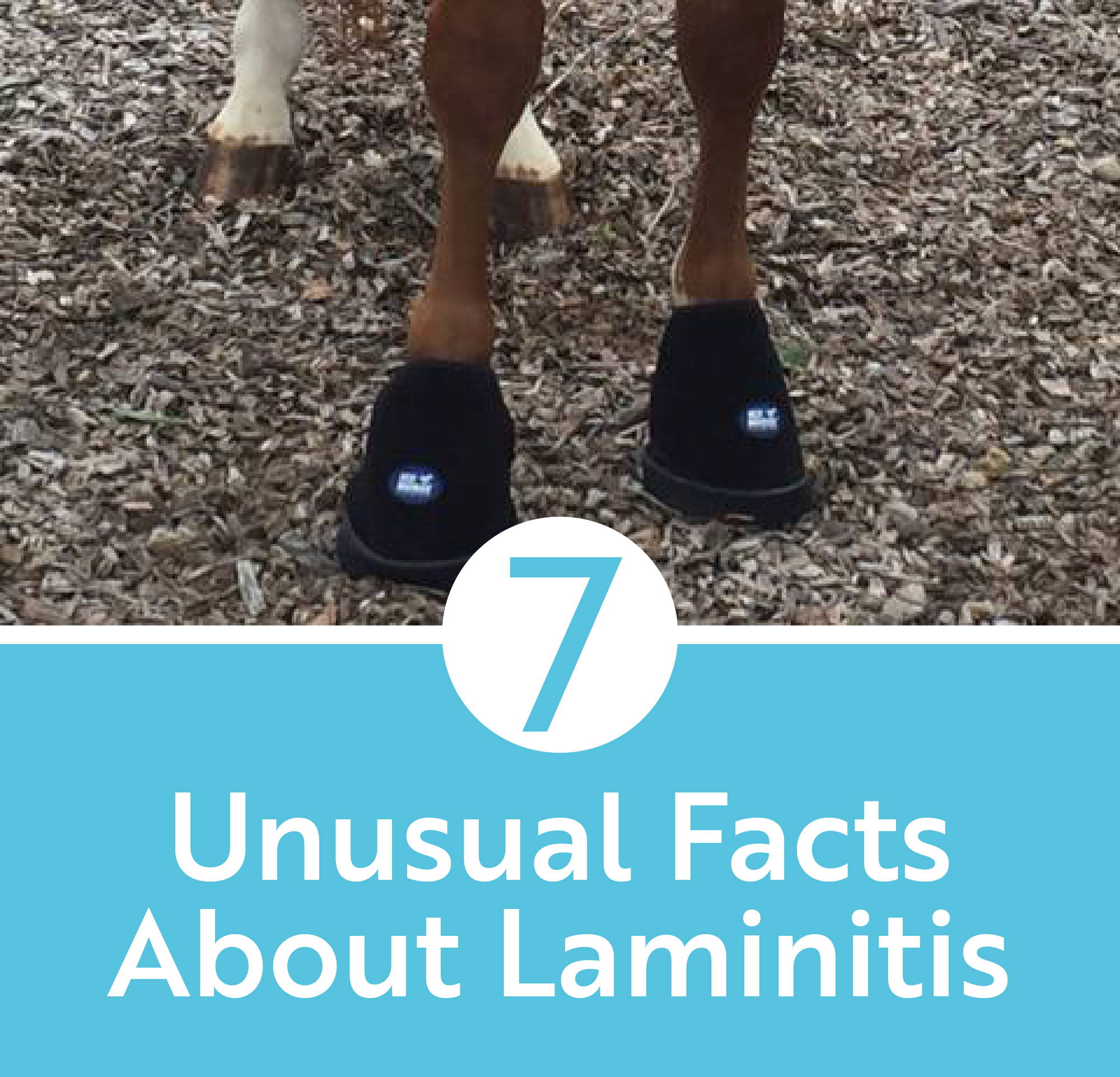 7 Unusual Facts About Laminitis MacKinnon Products